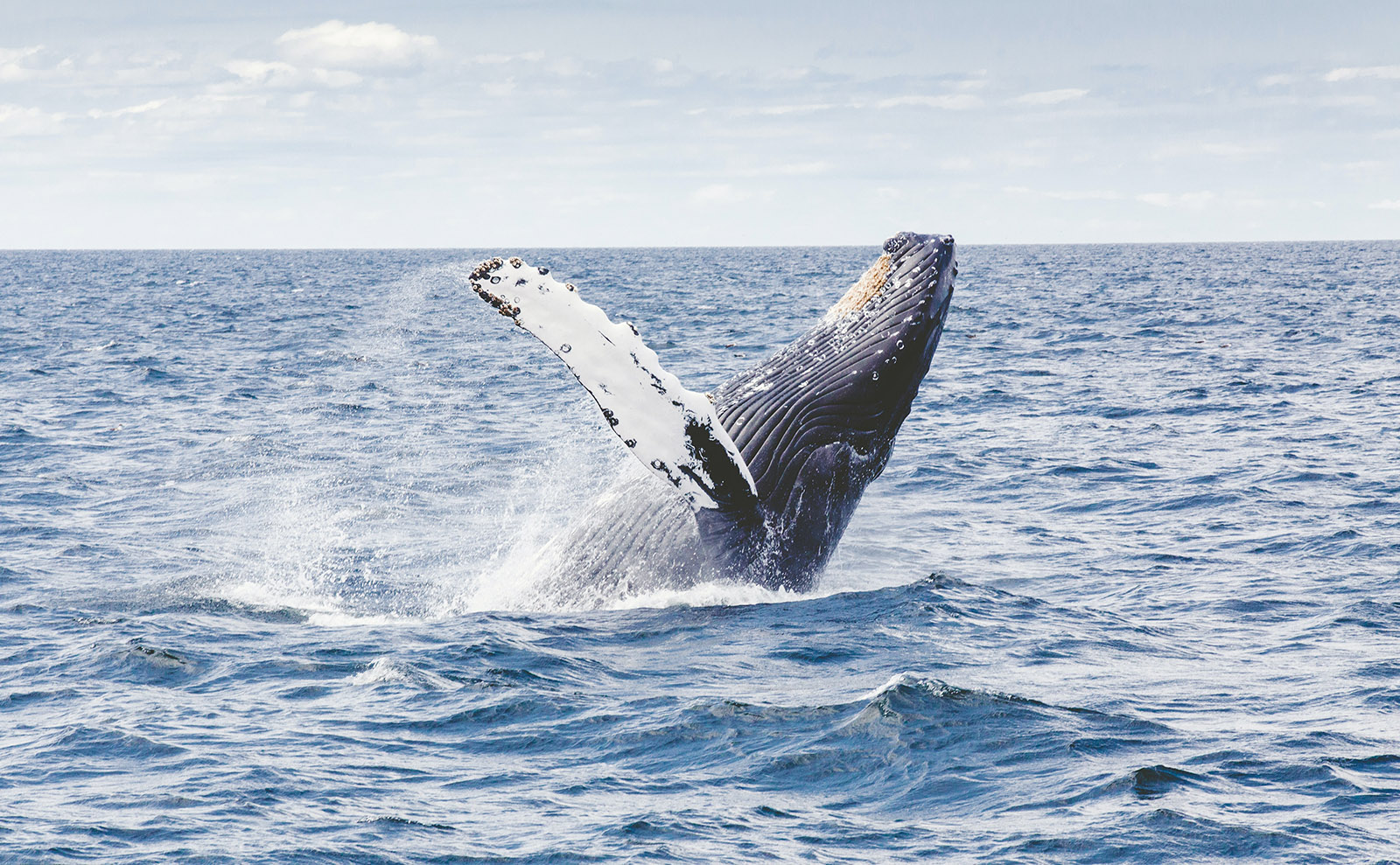 The Hermanus Whale Festival and Two New Books — 22 September 2023