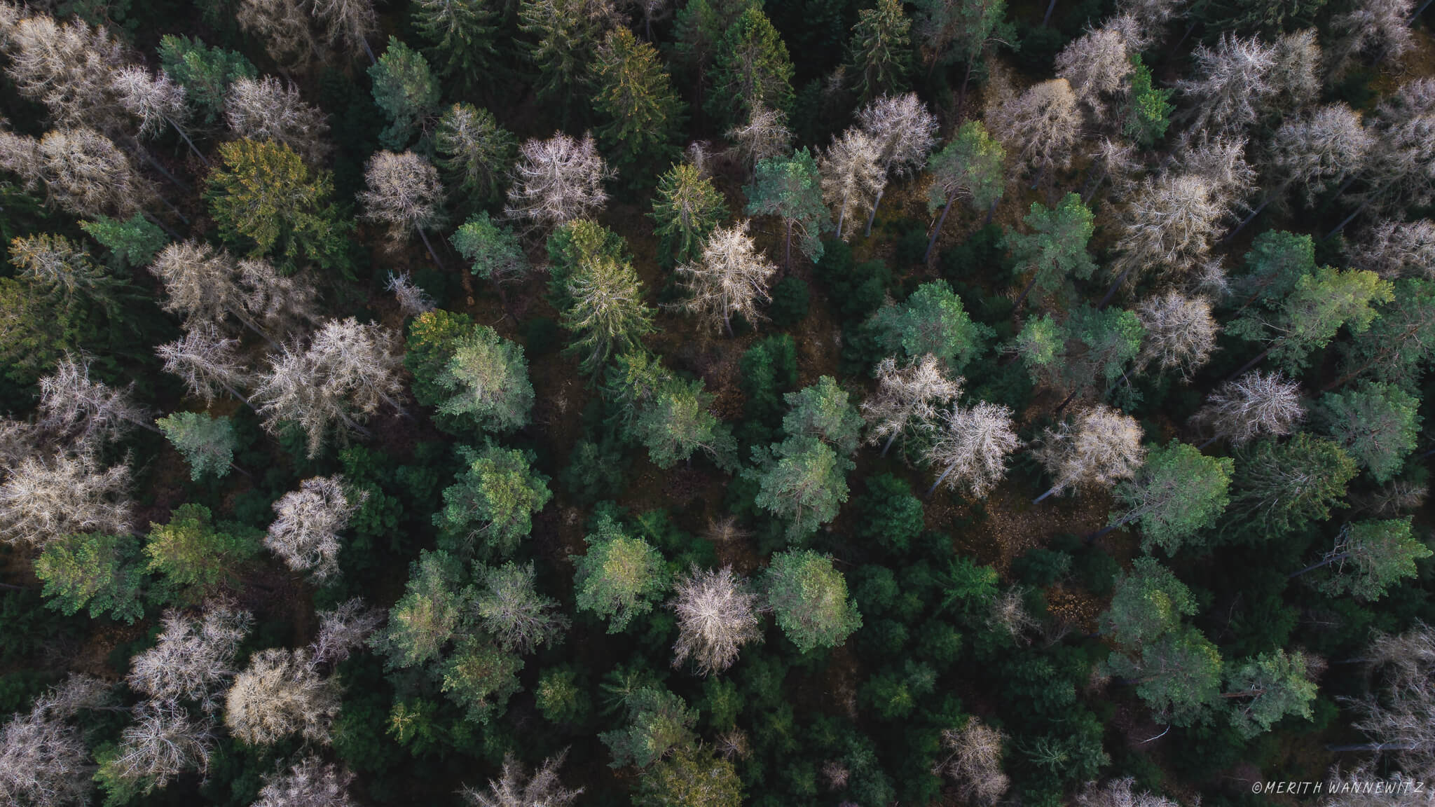 Aerial view of a coniferous forest. Between the green trees are several dead trees with white needles, looking like 'ghost trees'.