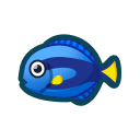 Surgeonfish