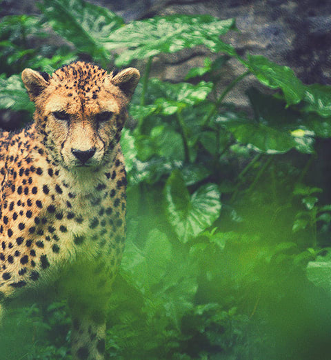 Image of a cheetah