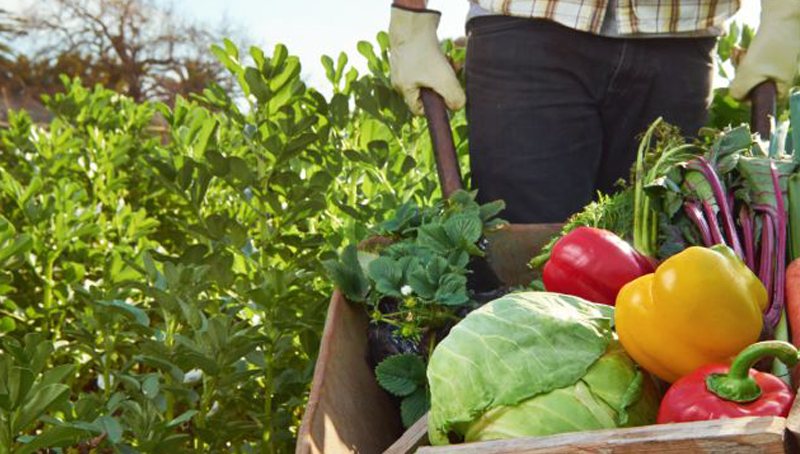 Imagem em destaque para o artigo: A agricultura sustentável como alternativa