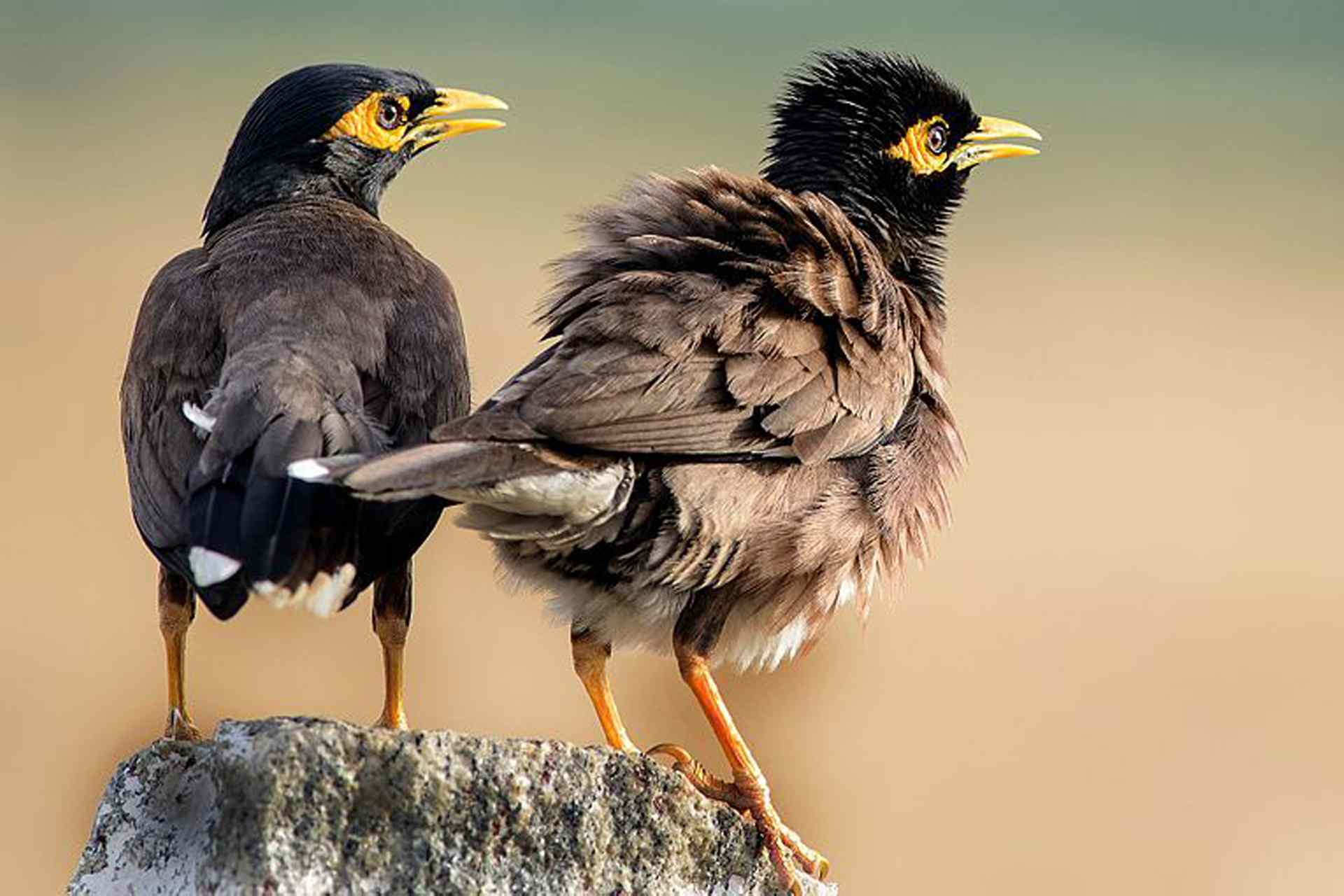 Mynas