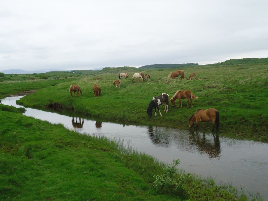 Grazing Icelandic horses near the holiday home