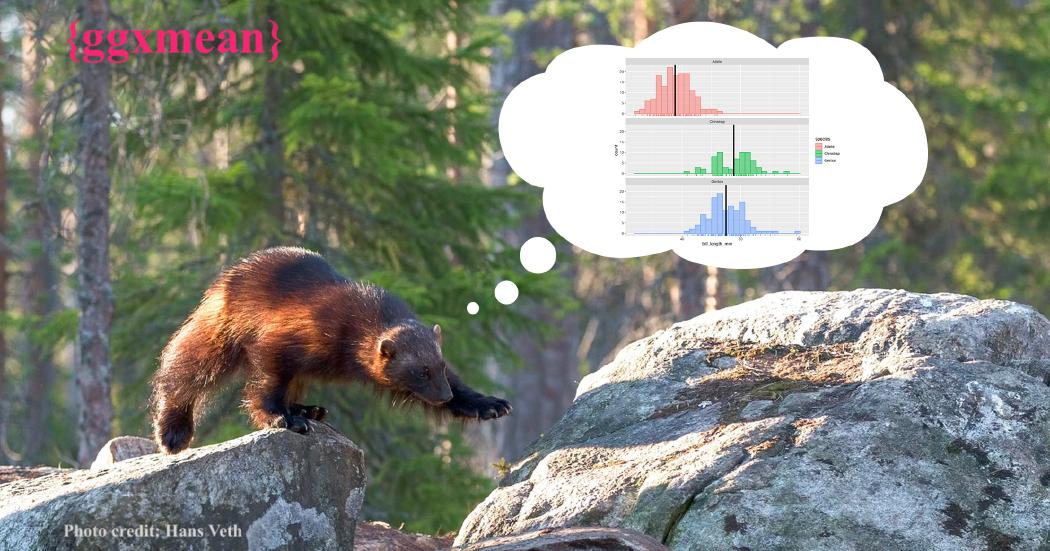 Thumbnail A baby wolverine walking between two rocks. The bear is thinking up a plot made with ggxmean that shows a histogram with lines at the mean. The top left says ggxmean in text.