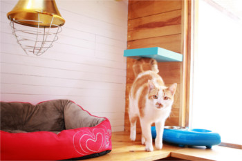 Cat Hotel Algarve The Cat Hotel Your Kitten Dreams About