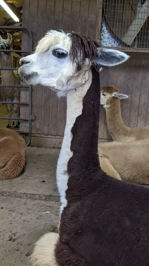 An image of a alpaca named Lacy