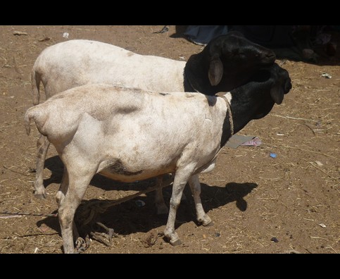 Somalia Animal Market 16