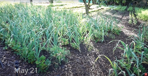 Garlic has grown to adult size