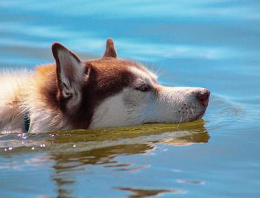 Dog Water Temperature: What Is The Best for Your Dog?