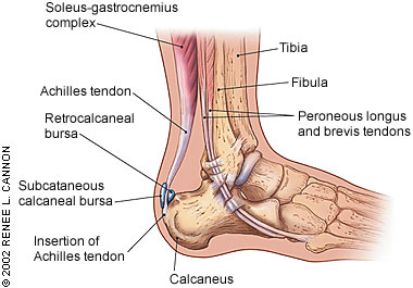 "Plantar