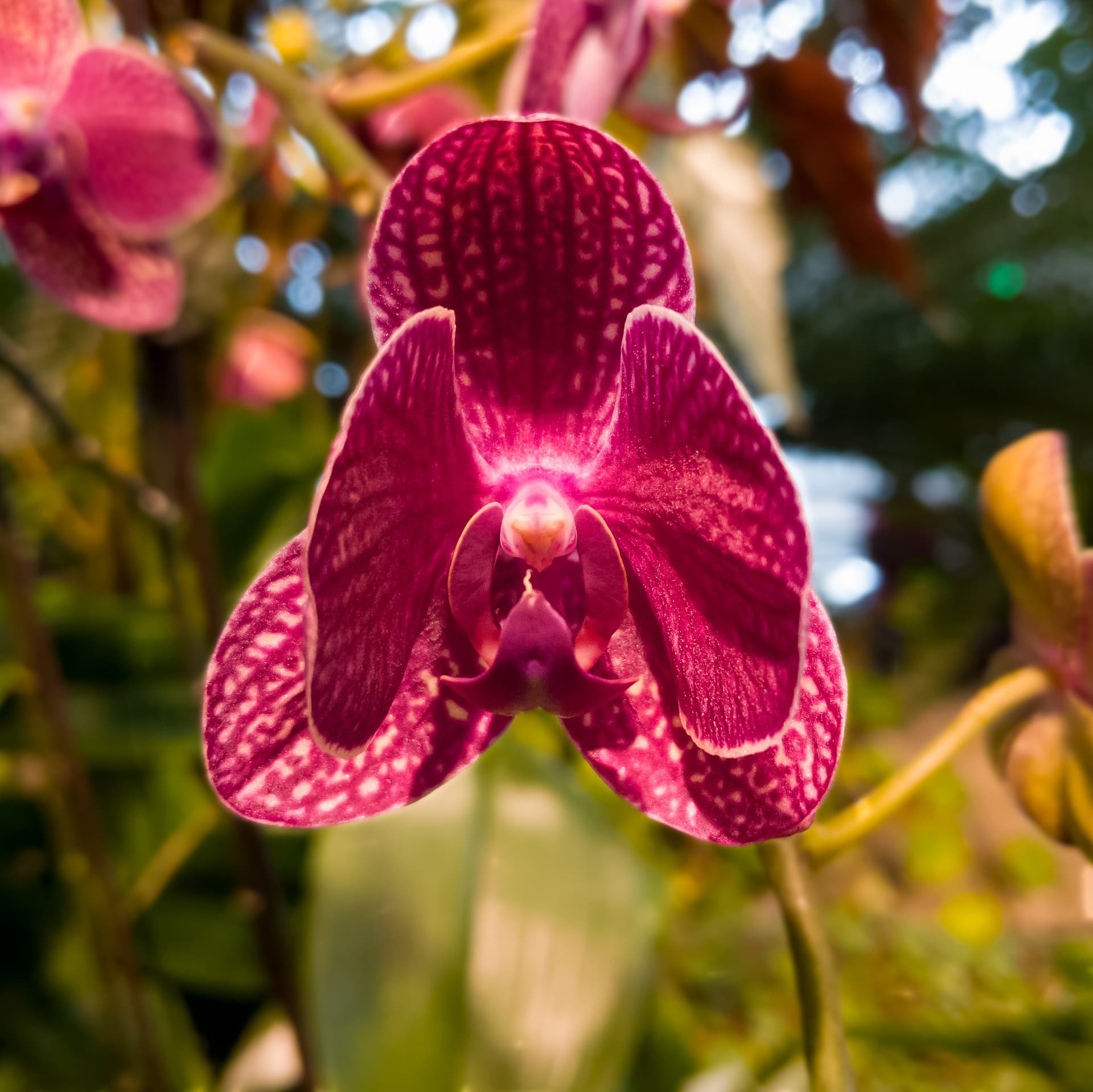 A head-on shot of a deep, wine-red colored orchid flower.