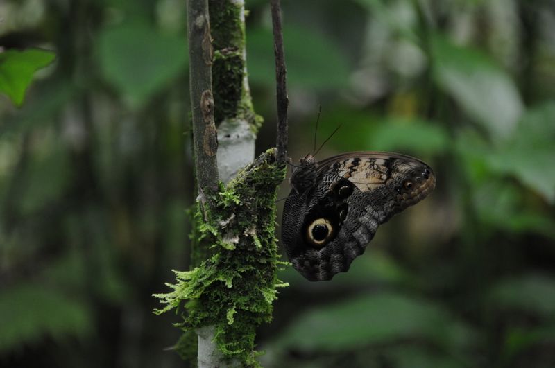 Arenal Wildlife Tours