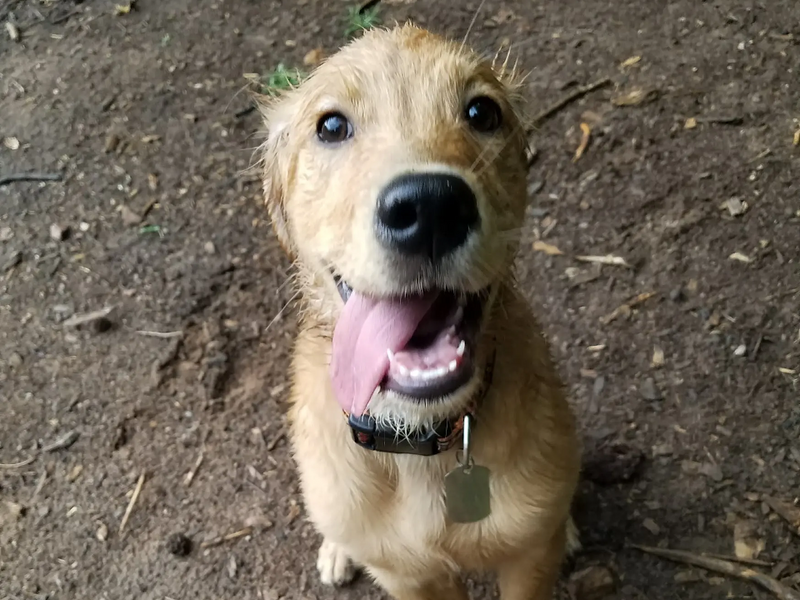 Happy dog at the park