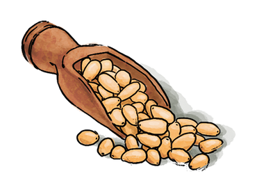 Illustration of a piece of scoop of pine nuts