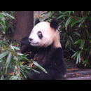 China Pandas 15
