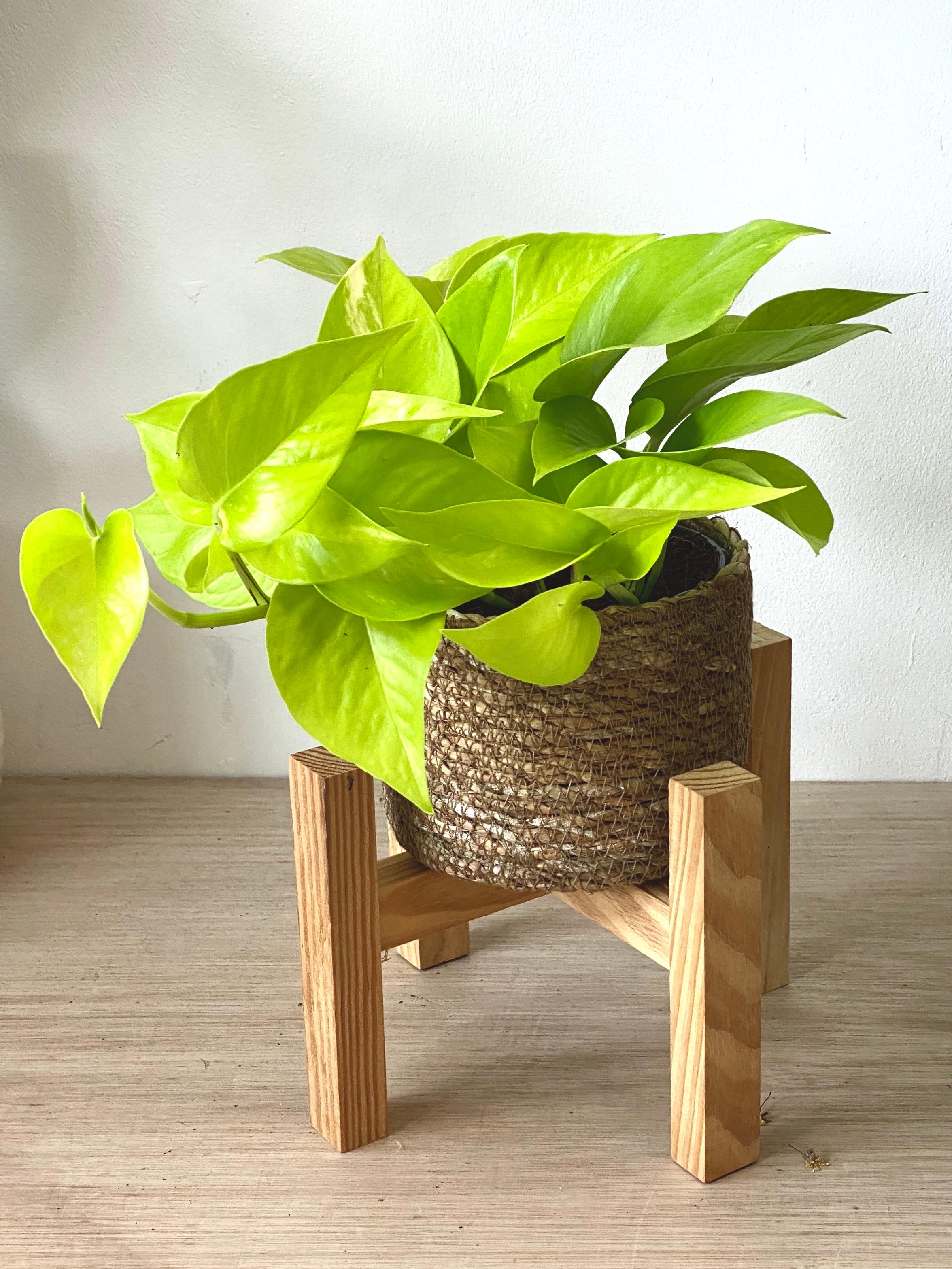 Buy Neon Pothos (Neon Pothos) Leaf It Out