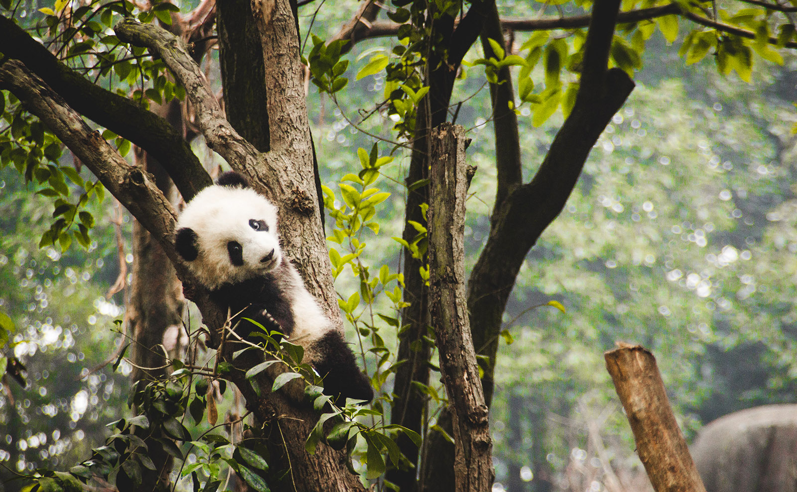 Giant Pandas, Why Read Fiction, Earl Grey, Magical Treehouses & More: Endnotes 13 March