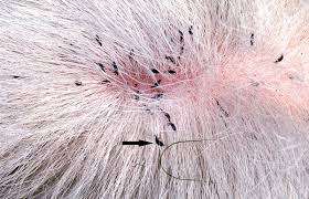 lice in grey cat 's fur