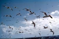 A flock of Gannets in flight