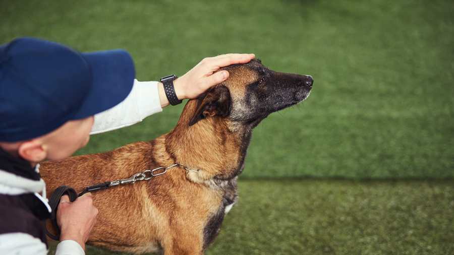 Basic Dog Training Theory
