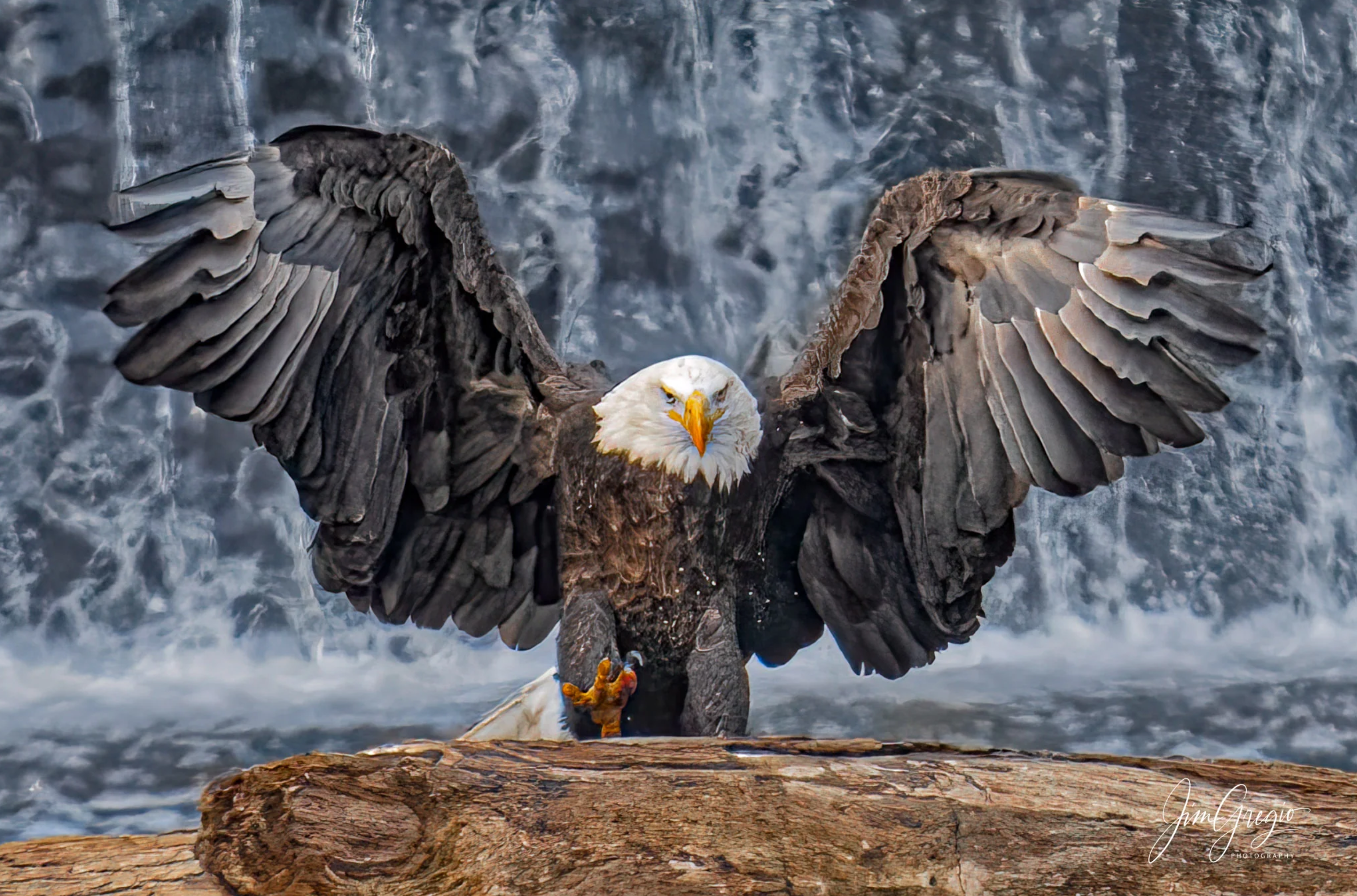 Adrian, the Queen of Big Rock Park in New Brighton PA.  A gorgeous bald eagle lifts her right leg and spreads her wings on a log in front of a waterfall.