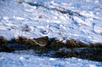 A Snipe on a snowy day