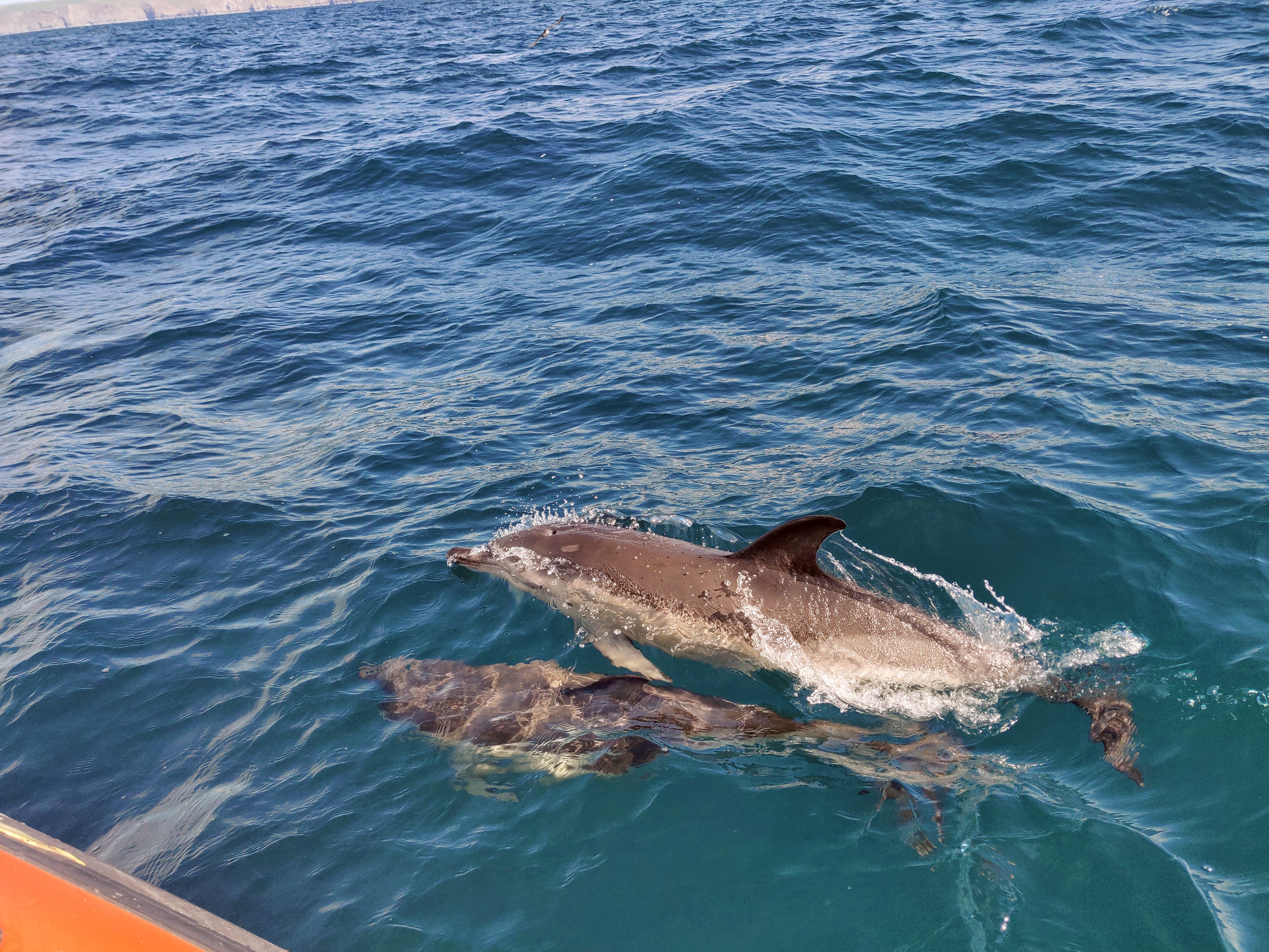 &ldquo;2 common dolphins swimming alongside the boat, one of them is breaking the surface with its fin&rdquo;