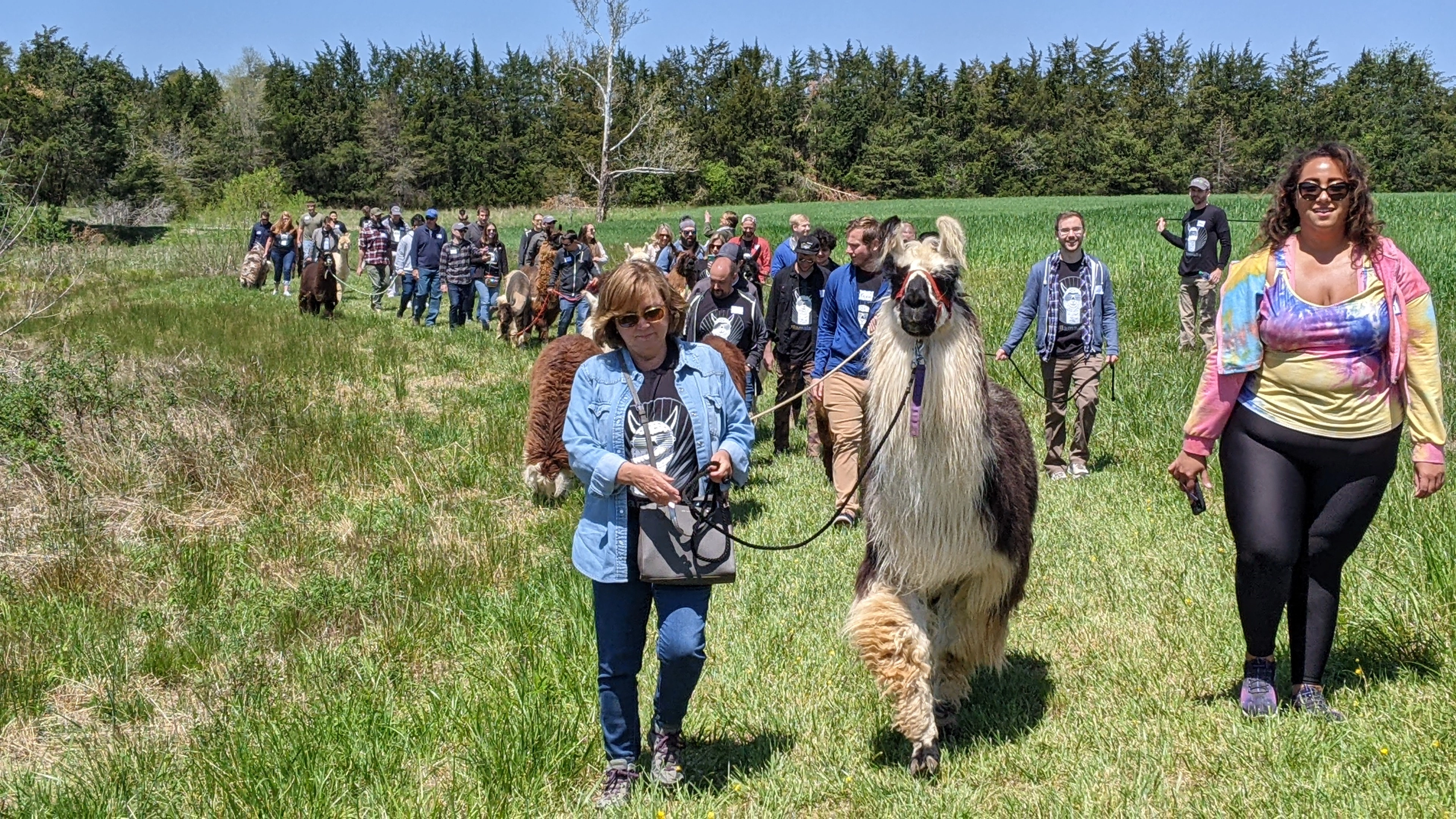 A number of llamas taking part in a corporate event