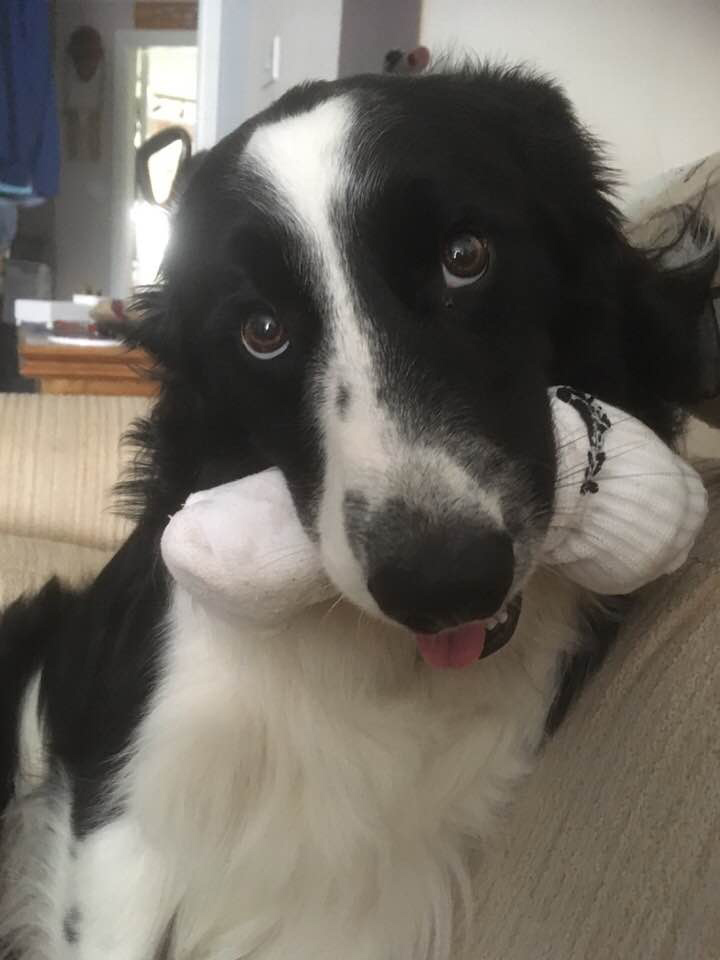Meet Teddy