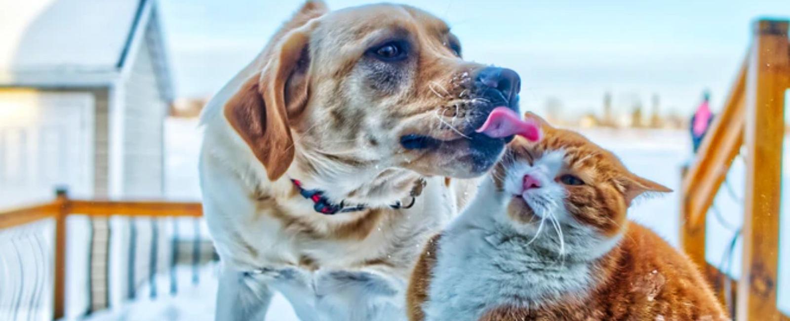 Why Do Dogs Lick Cats?