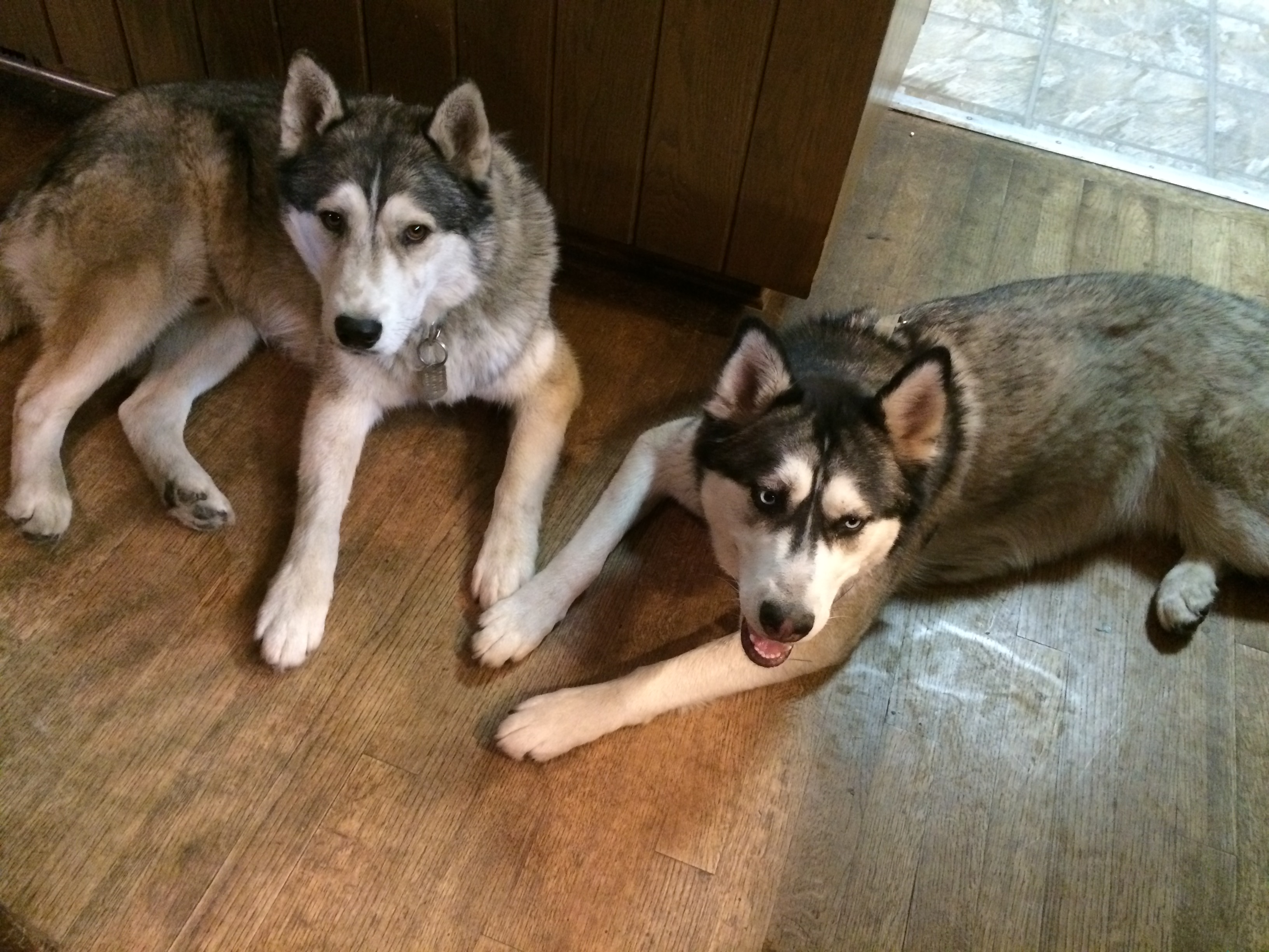 A black and white husky and a grey and white husky laying on the wood floor with their tongues out looking at the camera.