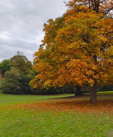 Golden Tree in autumn at Meanwood Park