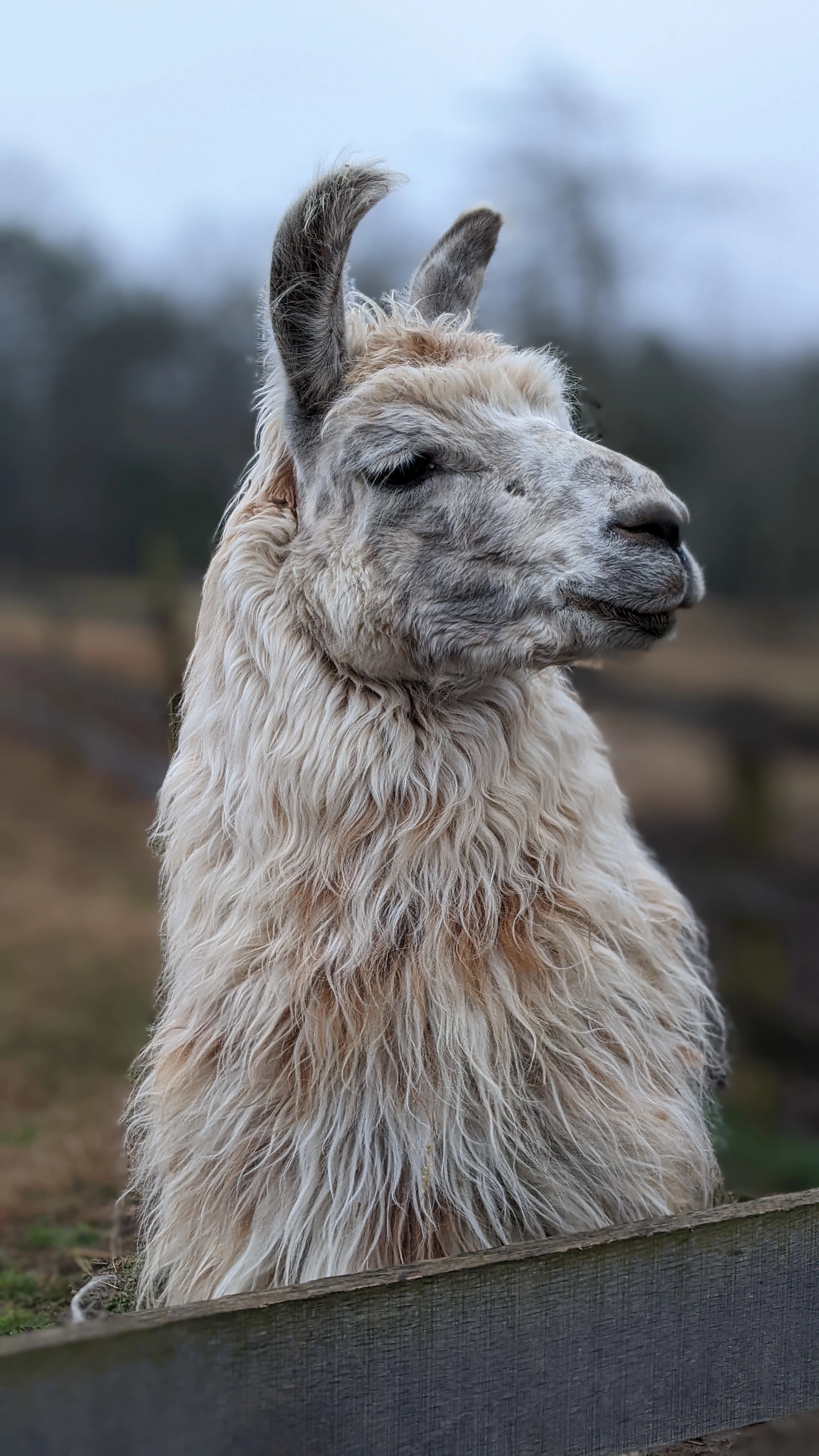 A portrait image of a llama named Appy Hour