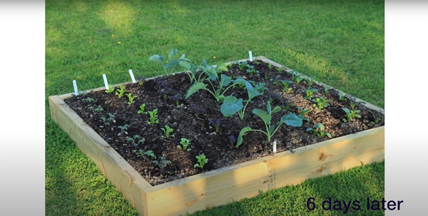 A raised bed with small plants growing