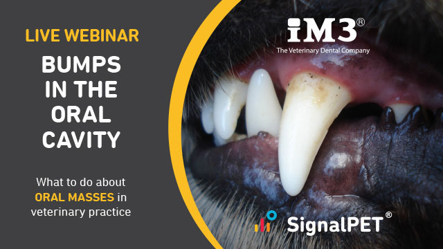 Bumps in the oral cavity; what to do about oral masses in veterinary practice