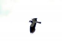 Lapwing on the wing