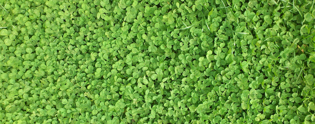 green clover background