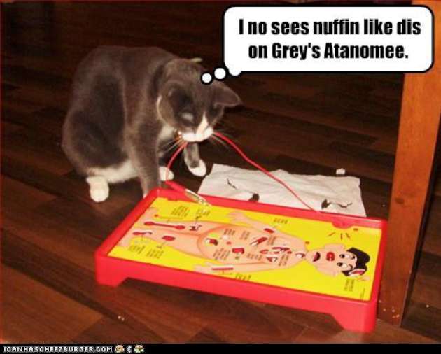 Cat performing operations