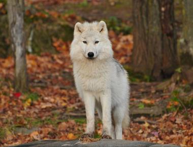 Suspect Your Dog Is Part Wolf? Here’s How You Can Tell