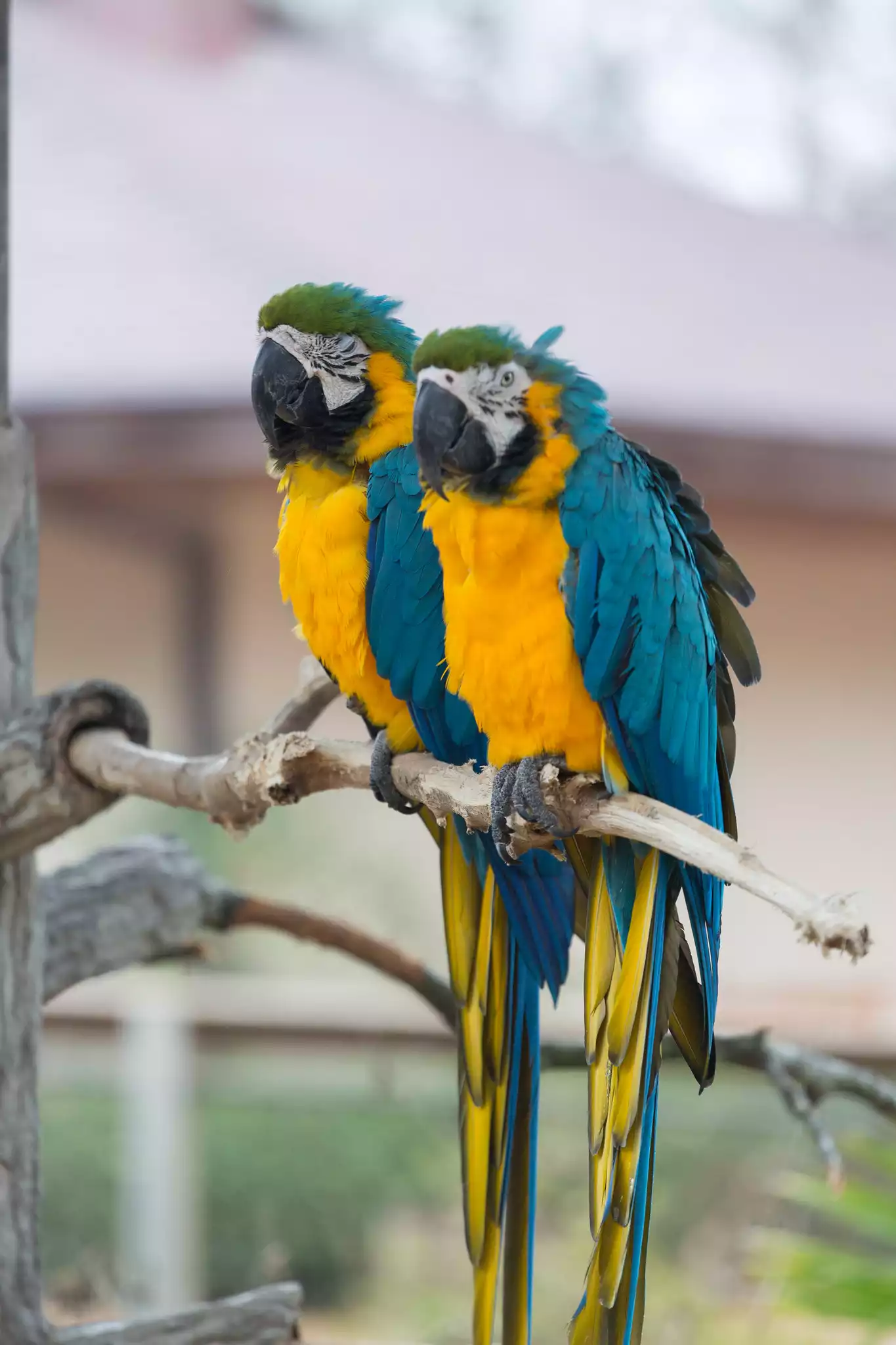 Blue-and-Yellow Macaws I