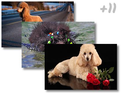Poodle theme pack