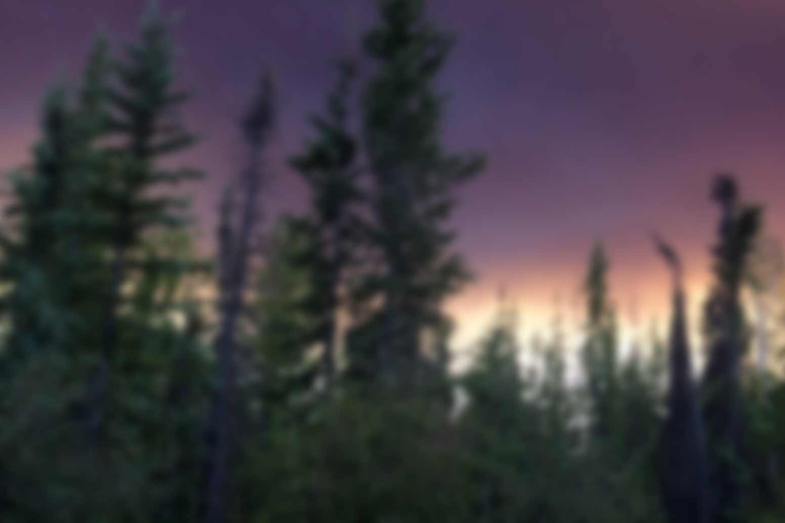 Smoky forest sky