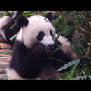 China Pandas 5