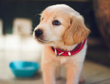 New Puppy Checklist: Battle-tested Items You Need For The Early Stages