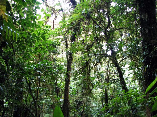 Santa Elena Cloud Forest Reserve Info, maps and links