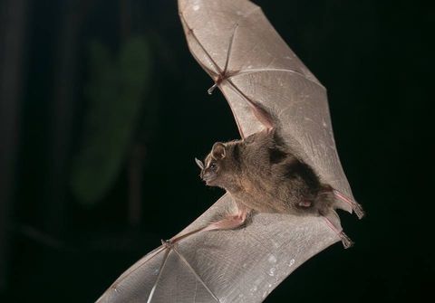 Bat Jungle  Monteverde Costa Rica