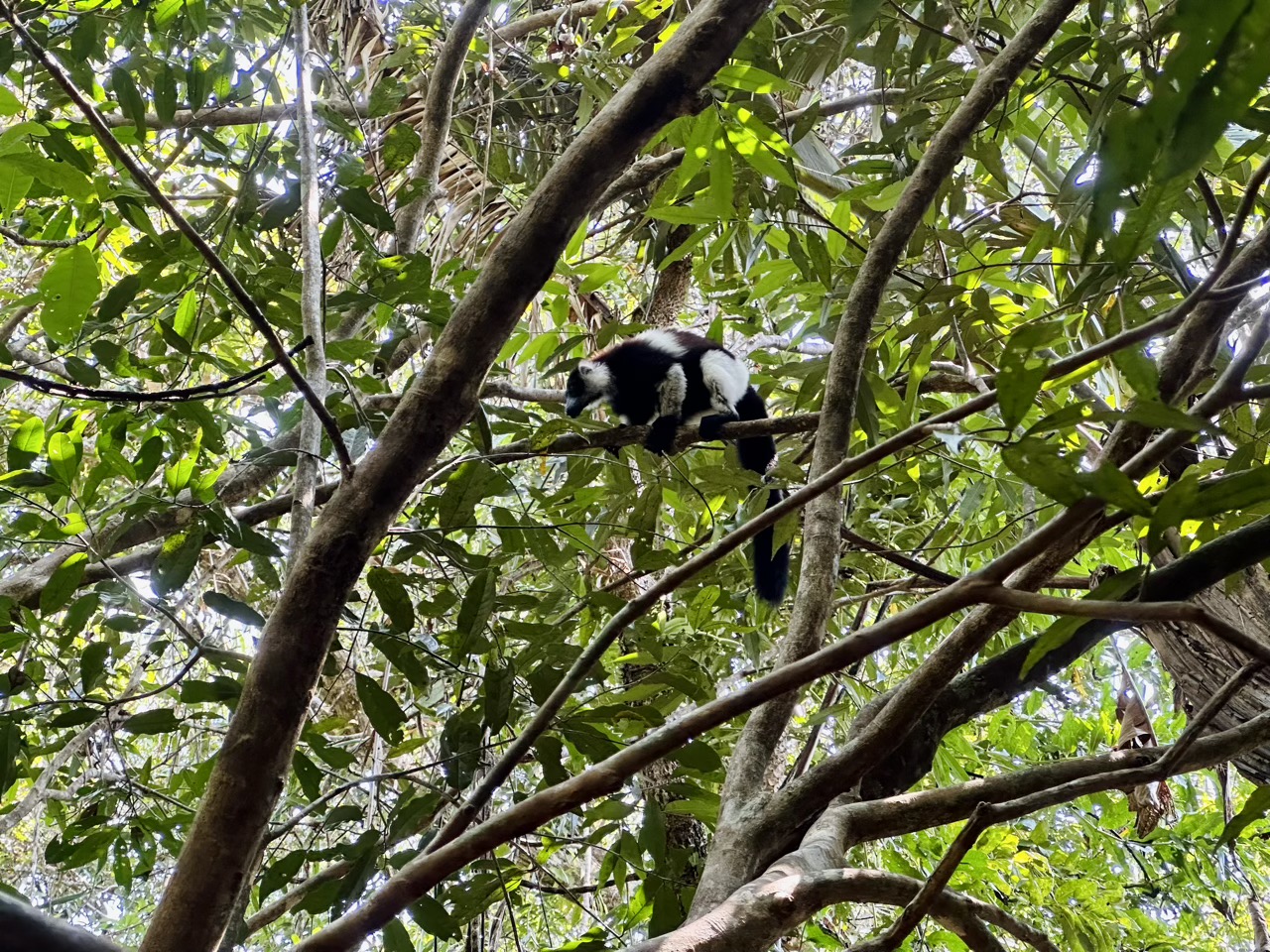 A lemur in the wild