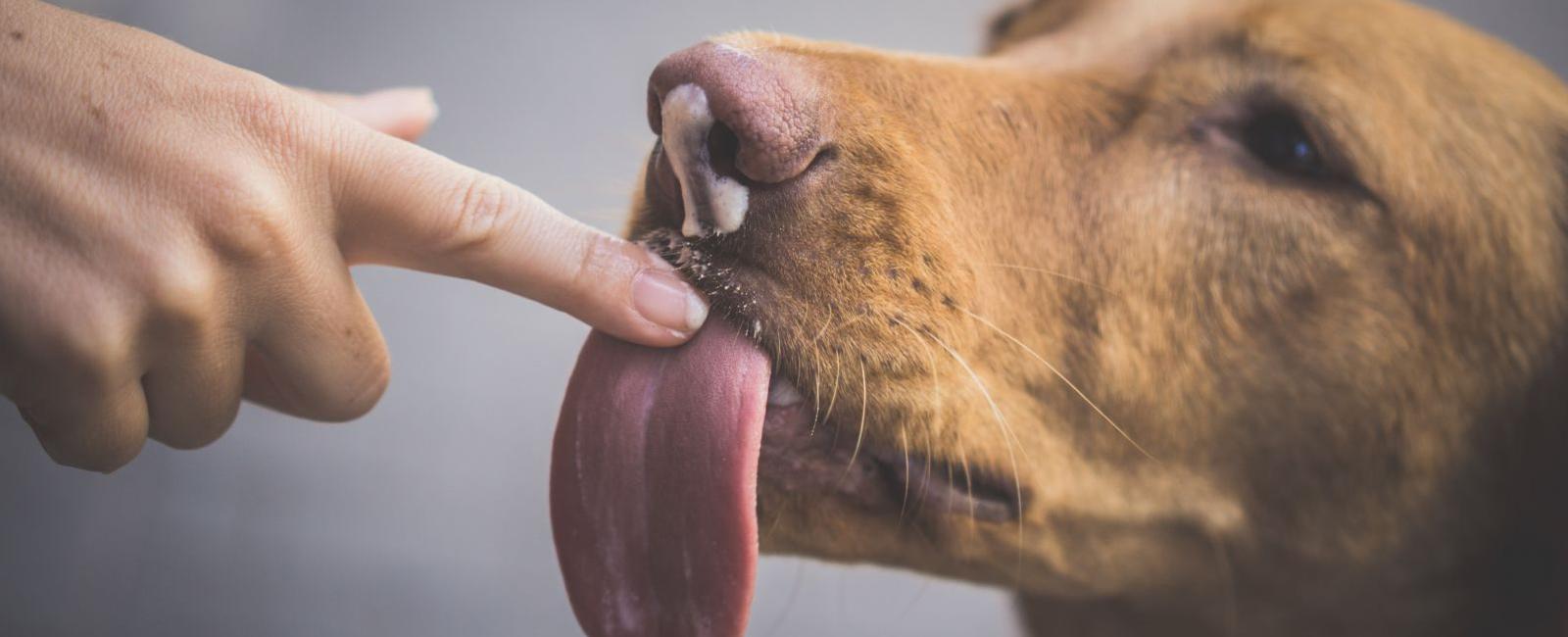 Why Does Your Dog Lick Your Underwear?