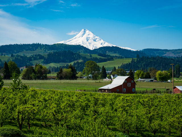 An apple orchard that grows cider-producing apples with Mt Hood in the background