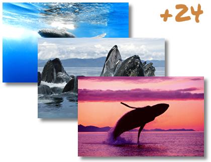 Whale theme pack